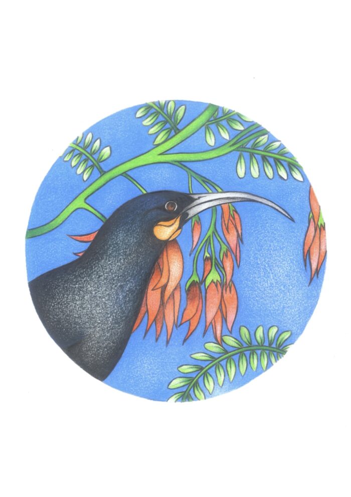 Bird Series: HUIA, Verity Claire Print