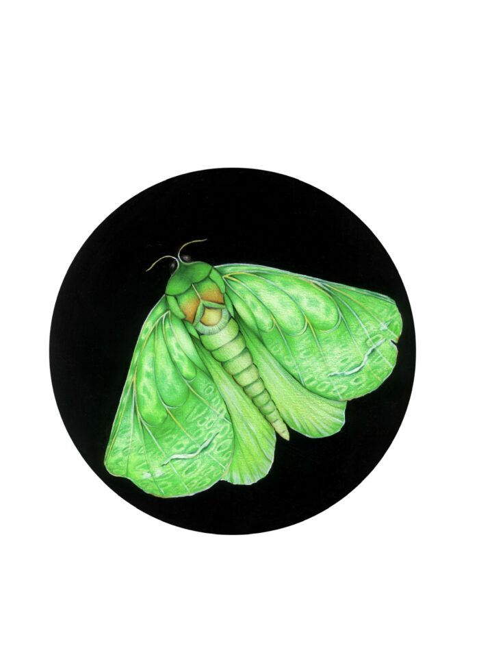 Puriri Moth, Verity Claire